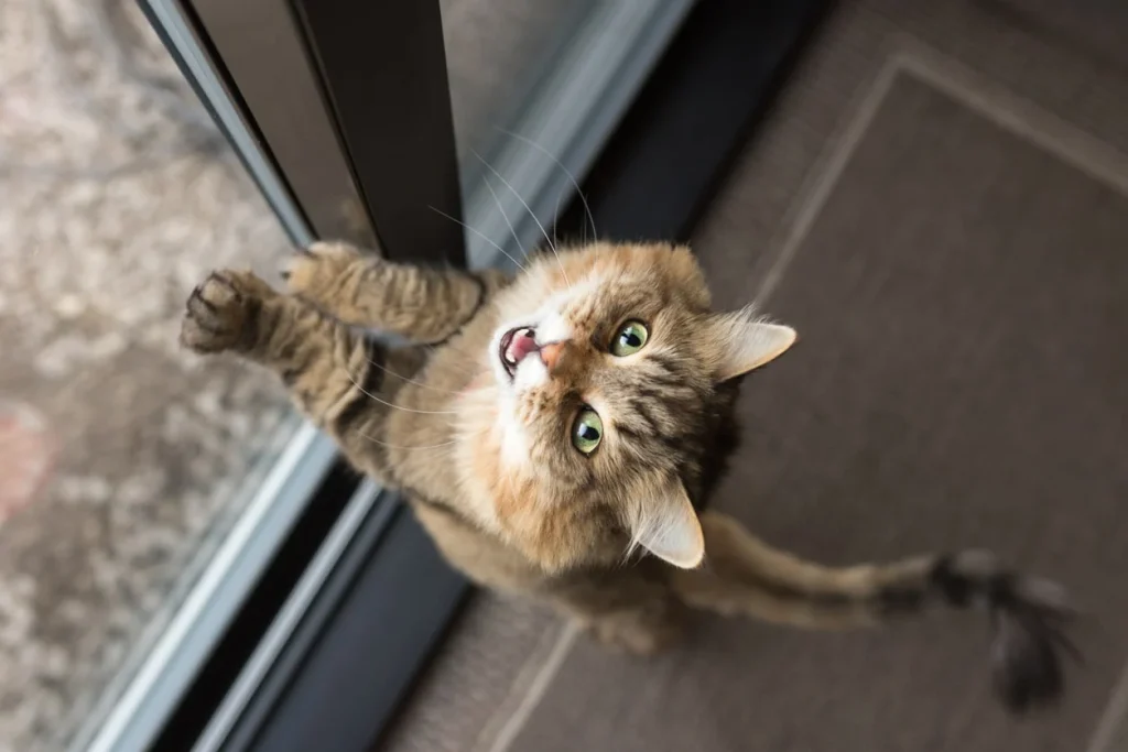 How to Prevent Cat Separation Anxiety