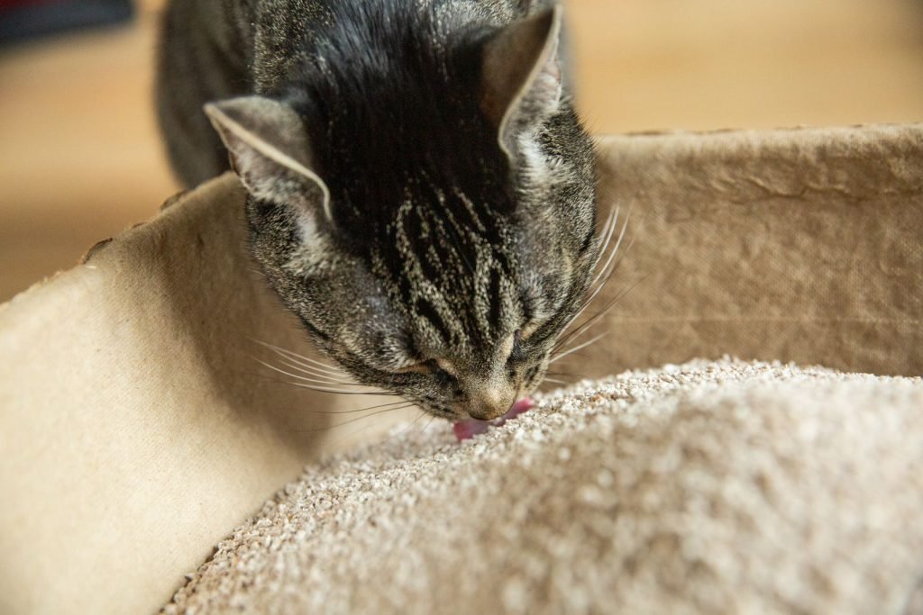 How to Stop Your Cat from Eating Dirt