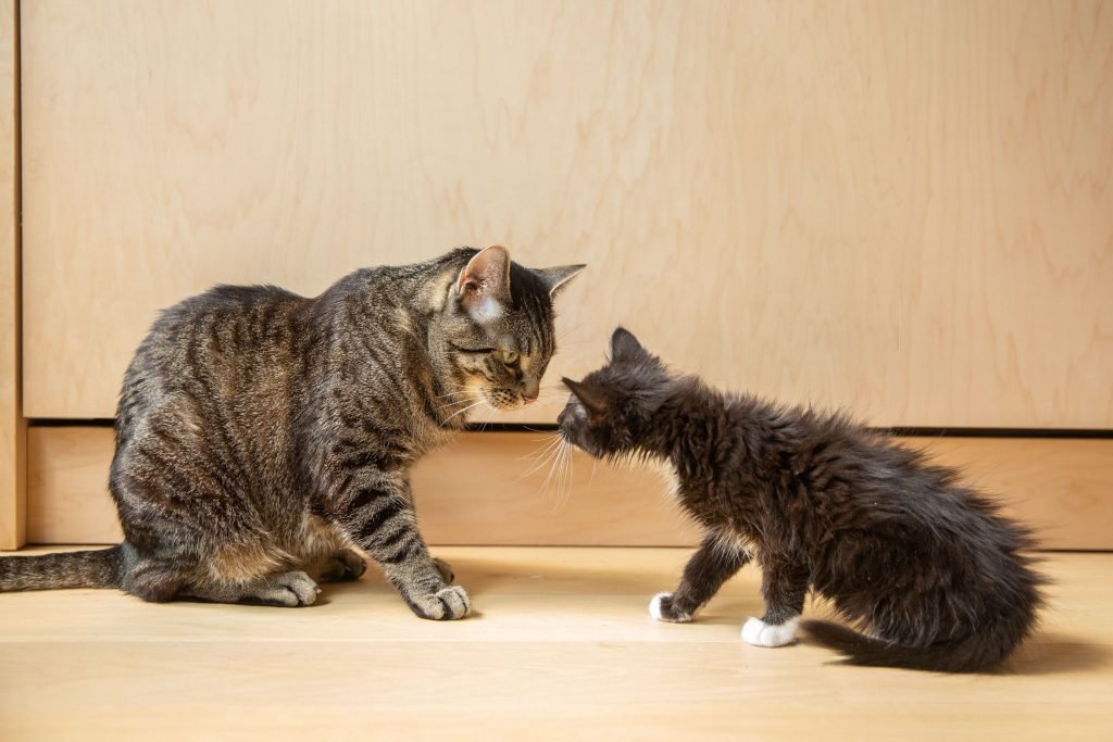 How to Stop Your Cat from Rejecting a New Kitten