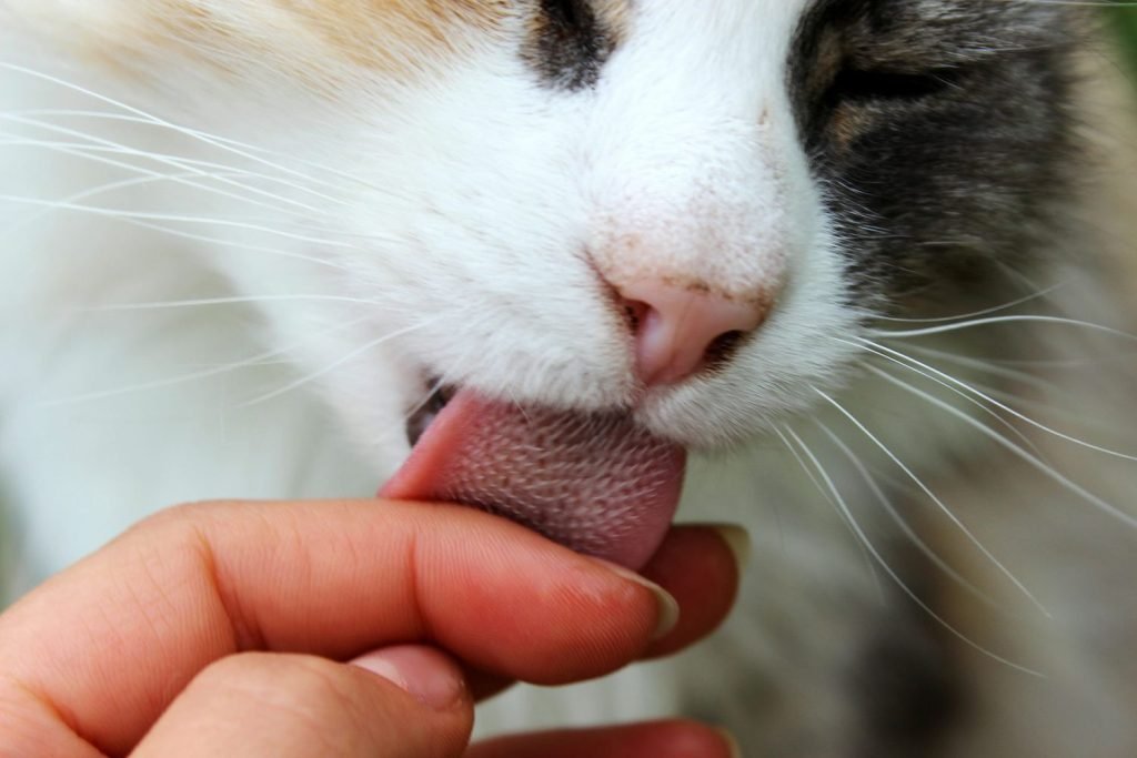 What Does It Mean When a Cat Licks You