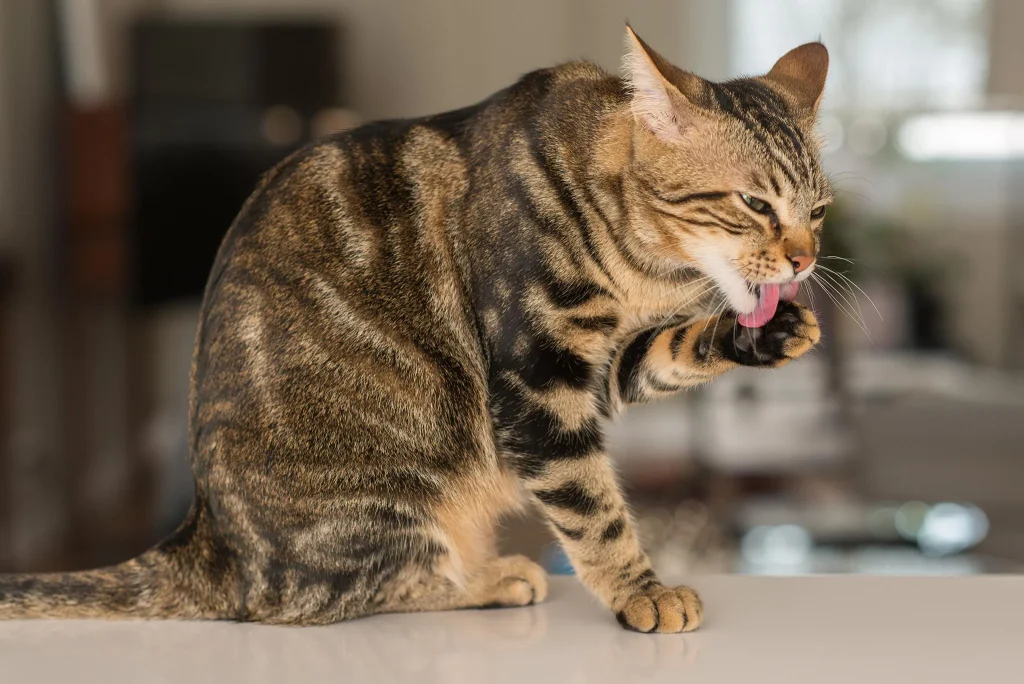 Why Do Cats Lick Their Paws After Eating?