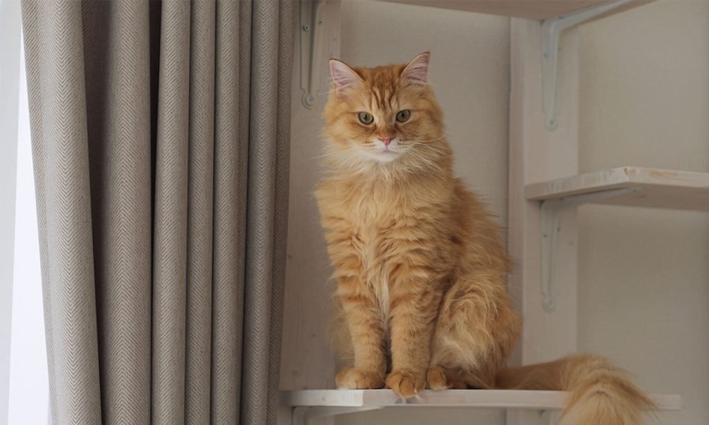 Why Do Cats Like High Places?