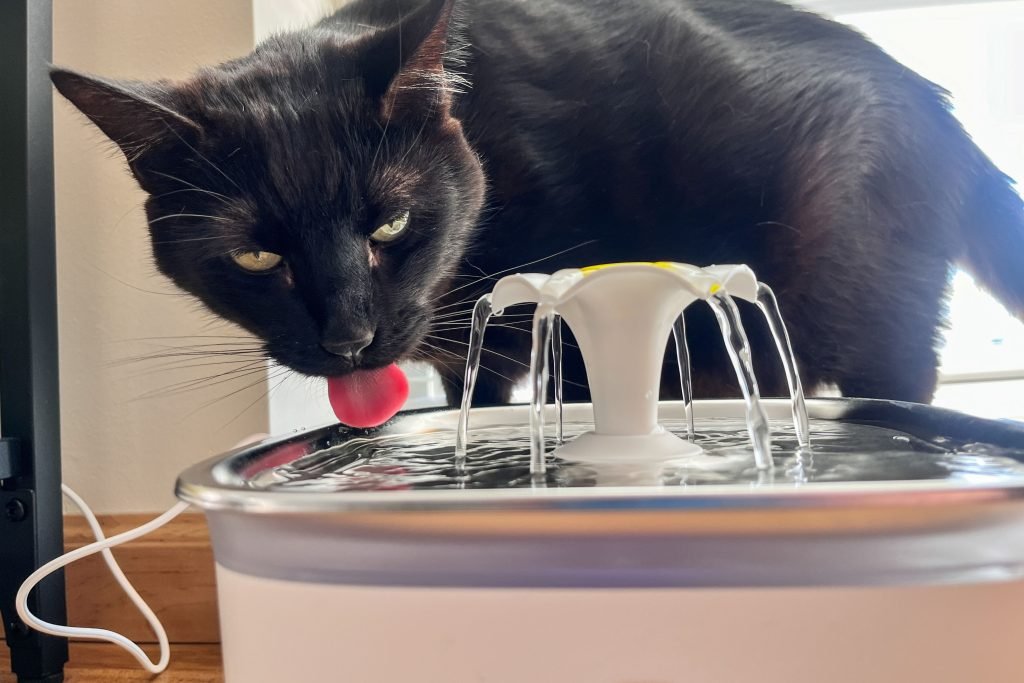 Best Cat Water Bowls for Hydration