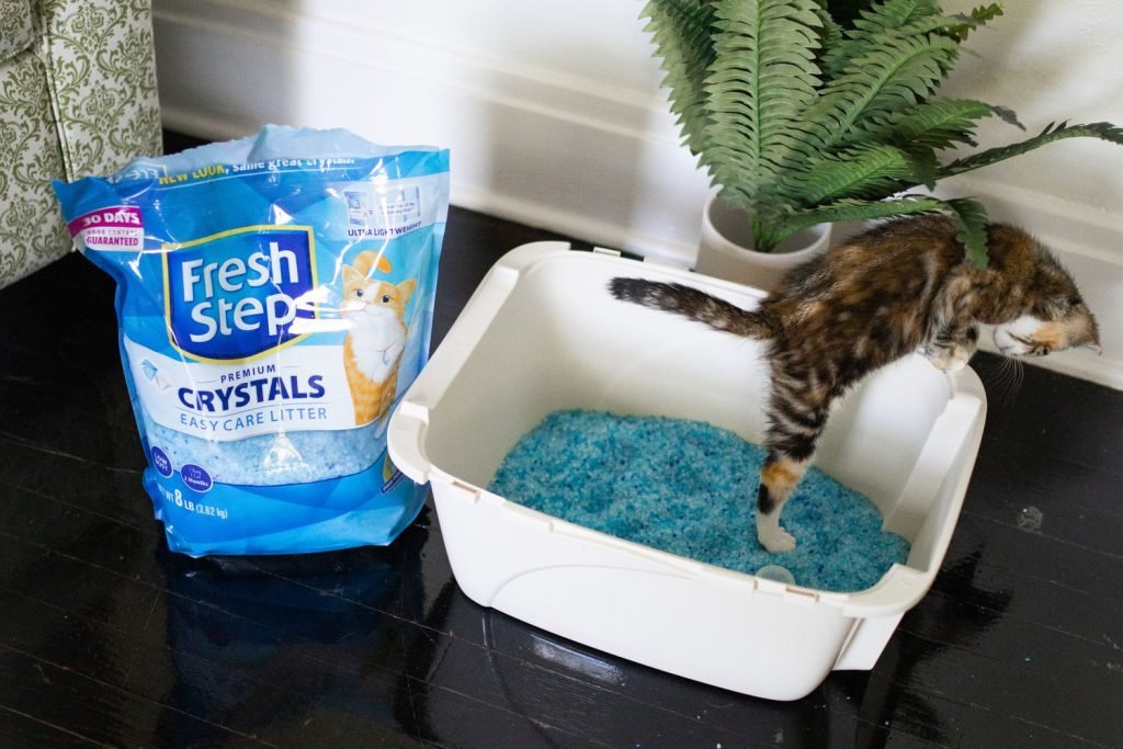 Best Crystal Cat Litter