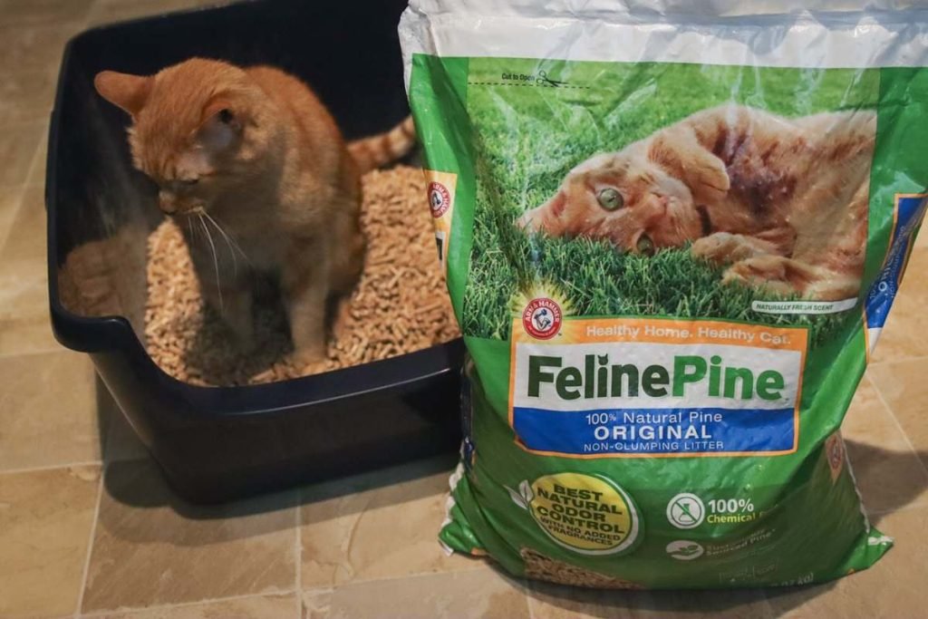 Best Non-Clumping Cat Litters