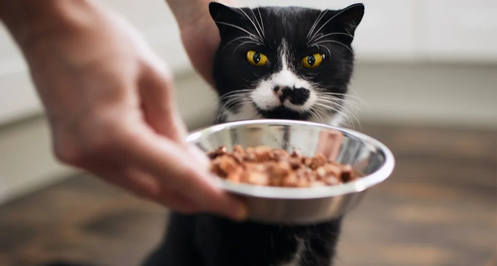 Best Human Grade Cat Foods