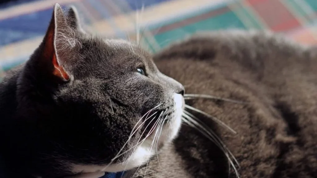 Best Cat Foods for Weight Loss