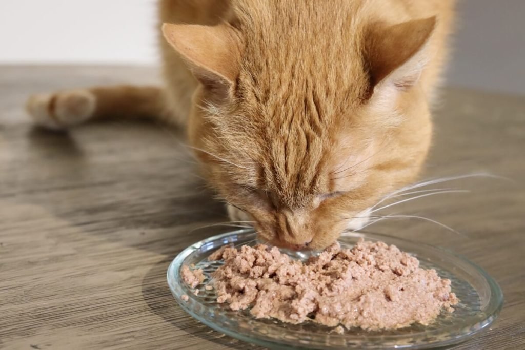 Best Hypoallergenic Cat Foods