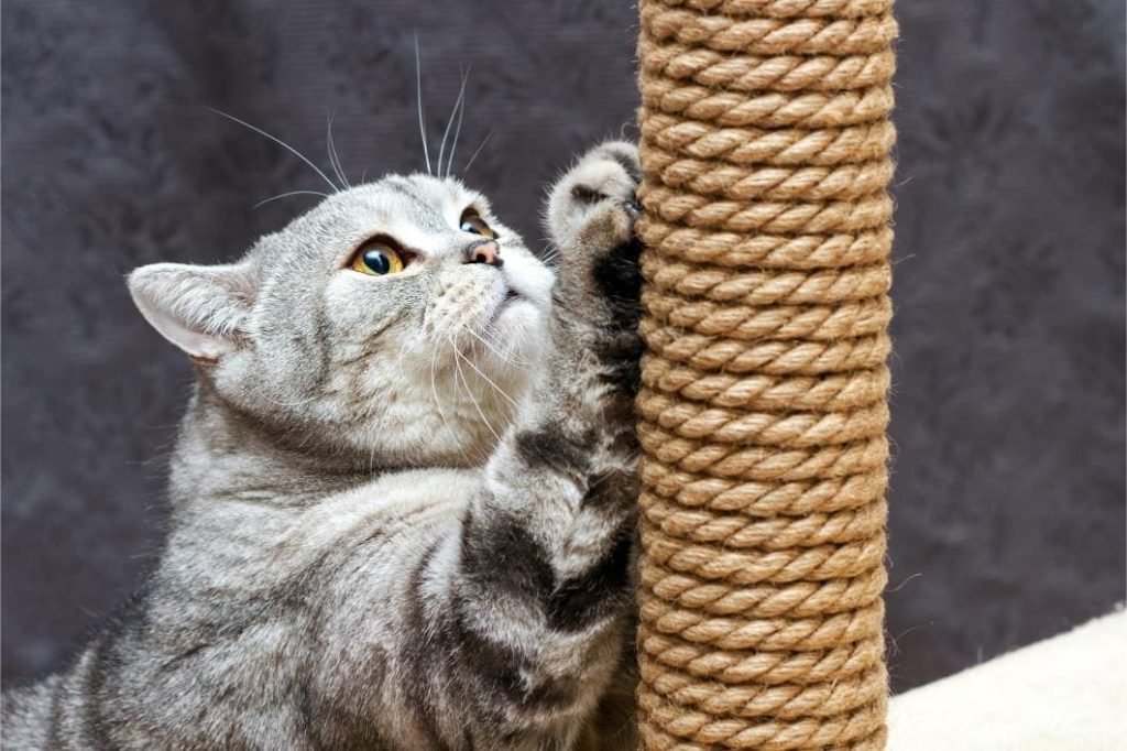 10 Best Cat Scratching Posts for Active Cats in 2025
