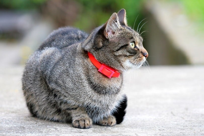 5 Best Calming Collars for Cats with Stress Issues