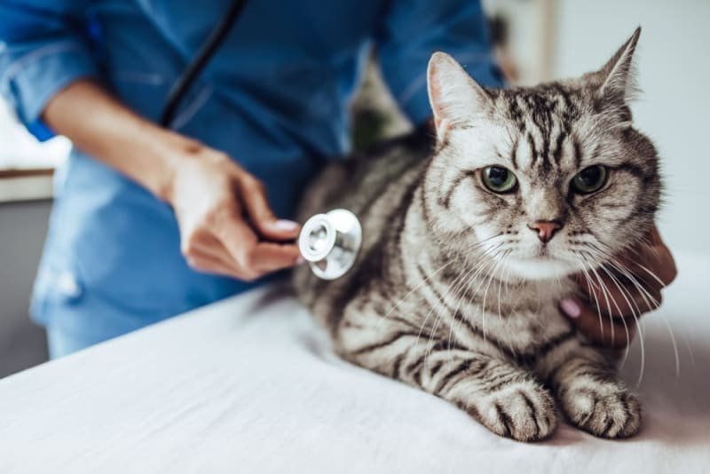 5 Ways to Reduce Your Cat’s Stress at the Vet