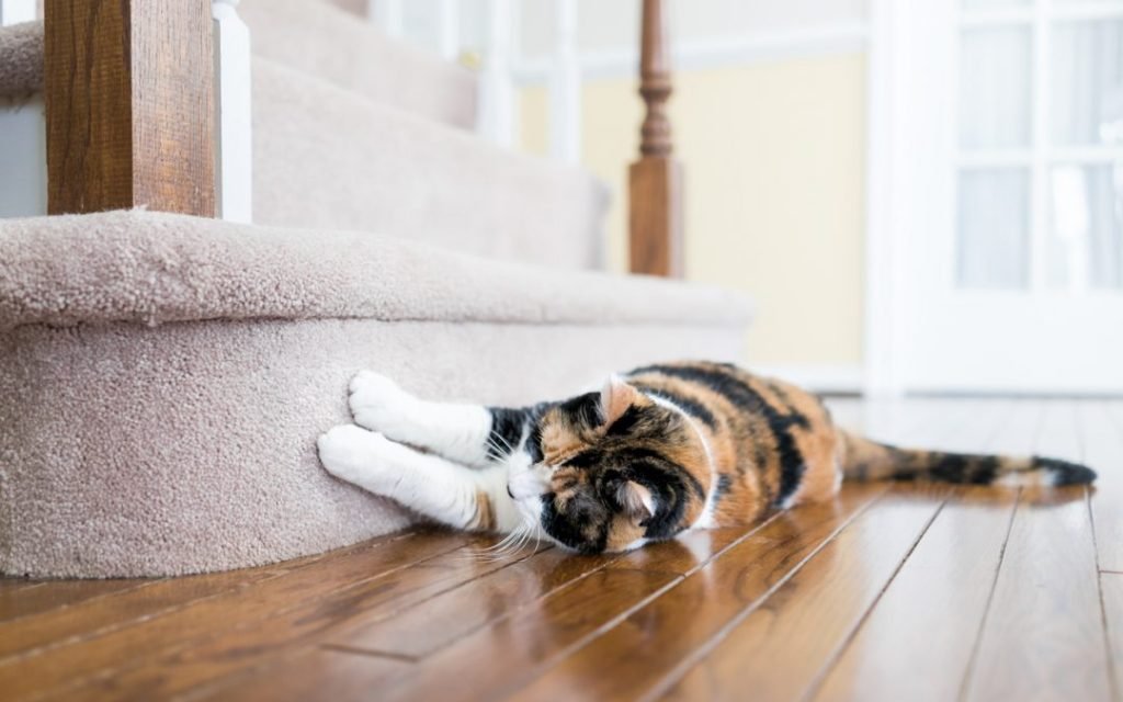 7 Best Anti-Scratch Solutions for Cats in 2025