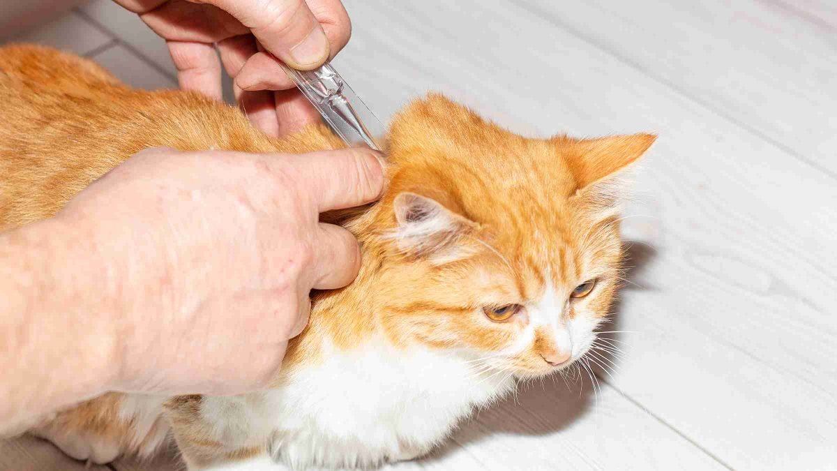 7 Best Arthritis Treatments for Cats in 2025 - Catophile - Flea Preventative For Cats With Arthritis Symptoms