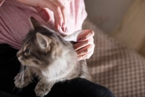 View of 8 Best Flea Prevention Treatments for Cats in 2025 - Catophile