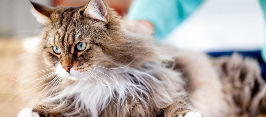The Best Cat Joint Supplements for Senior Cats