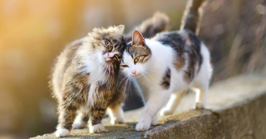 The Most Social Cat Breeds for Families