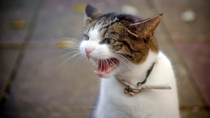 7 Common Cat Behavior Problems and How to Fix Them