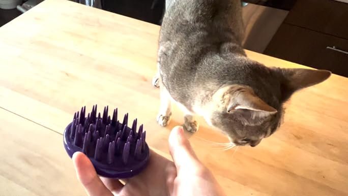 8 Best Cat Grooming Brushes for Every Coat Type