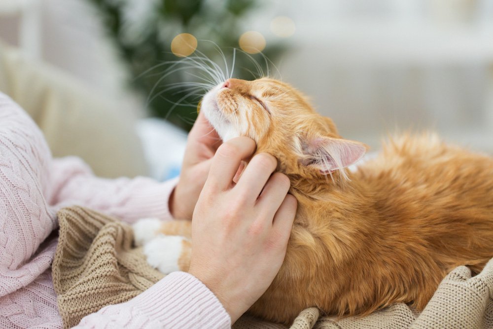 8 Best Cat Products to Enhance Your Pet’s Lifestyle