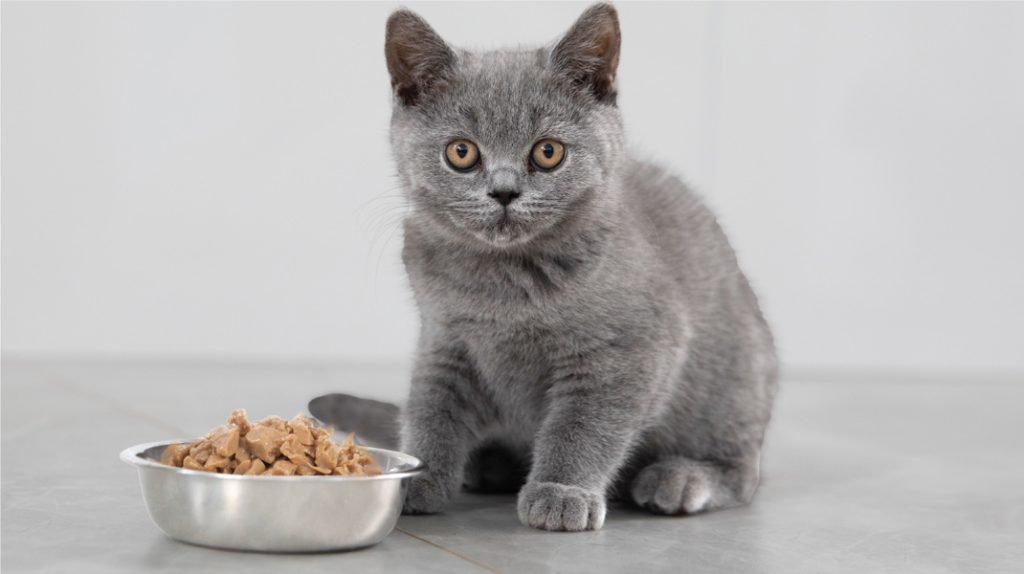 8 Best Kitten Foods for Healthy Growth and Development