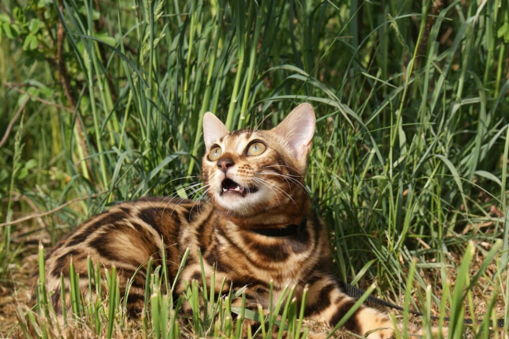 Bengal Cats: Unique Traits and What You Should Know