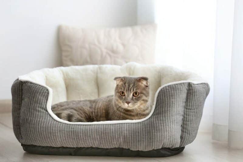 Best Cat Beds for Older Cats: Comfort and Support