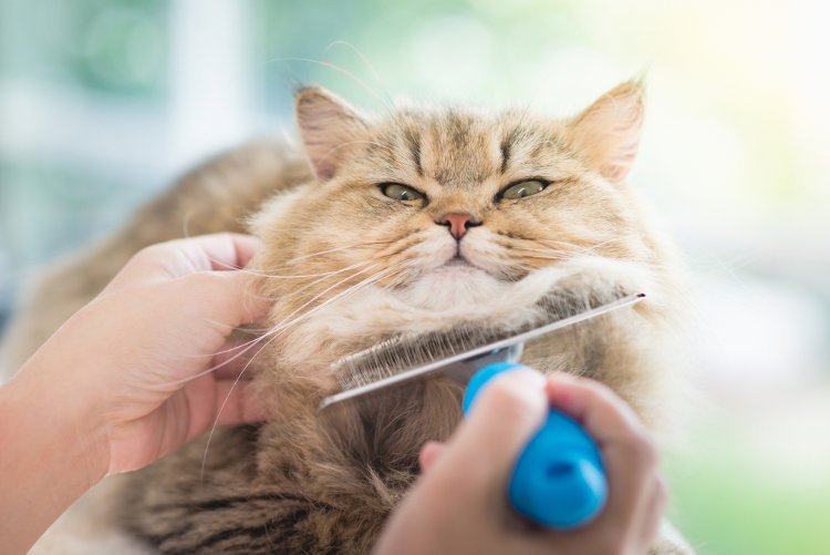Best Cat Grooming Products for Sensitive Skin