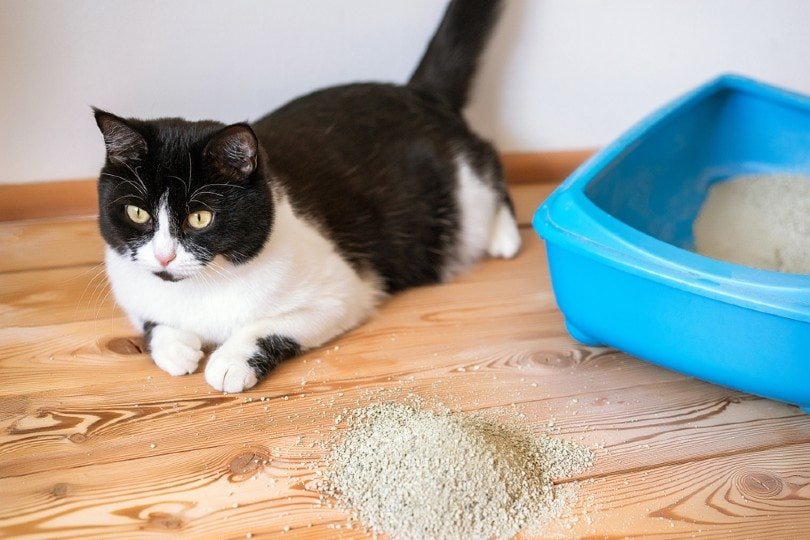 Best Cat Litter for Odor Control: 2025’s Top Picks