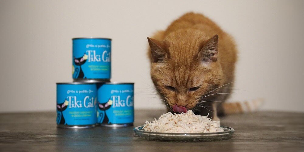 Best Hypoallergenic Cat Foods for Allergic Cats