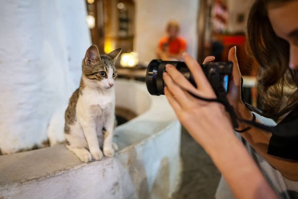 Fun Cat Photography Tips: How to Capture Your Feline Friend