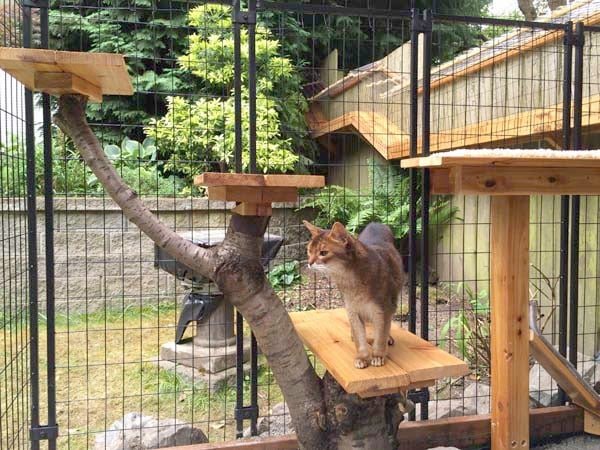 How to Build Your Own Cat Tree: A DIY Project