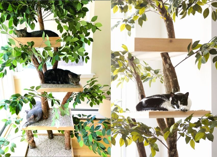 How to Build a DIY Cat Jungle Gym