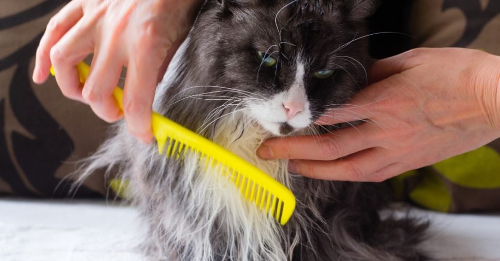 How to Keep Your Cat’s Fur Soft and Shiny