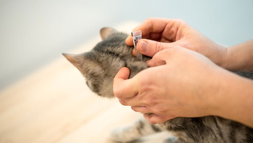 How to Manage Your Cat’s Fleas Naturally