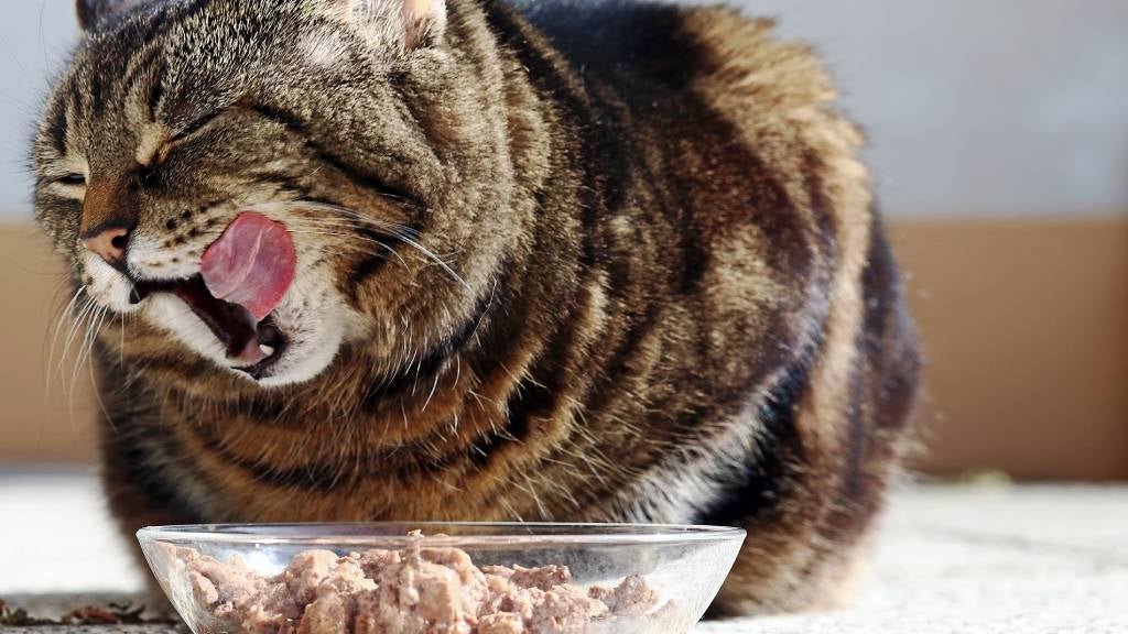 How to Manage Your Cat’s Weight: Tips for Healthy Weight Loss