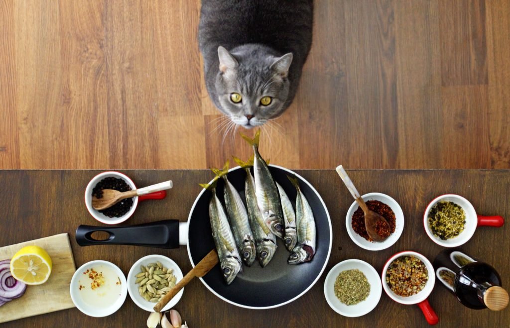 How to Prepare Homemade Meals for Your Cat
