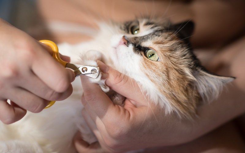 How to Properly Trim Your Cat’s Nails