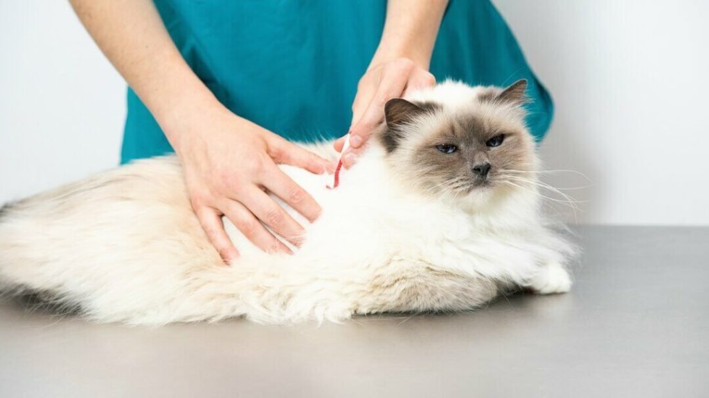 How to Spot and Treat Fleas in Cats