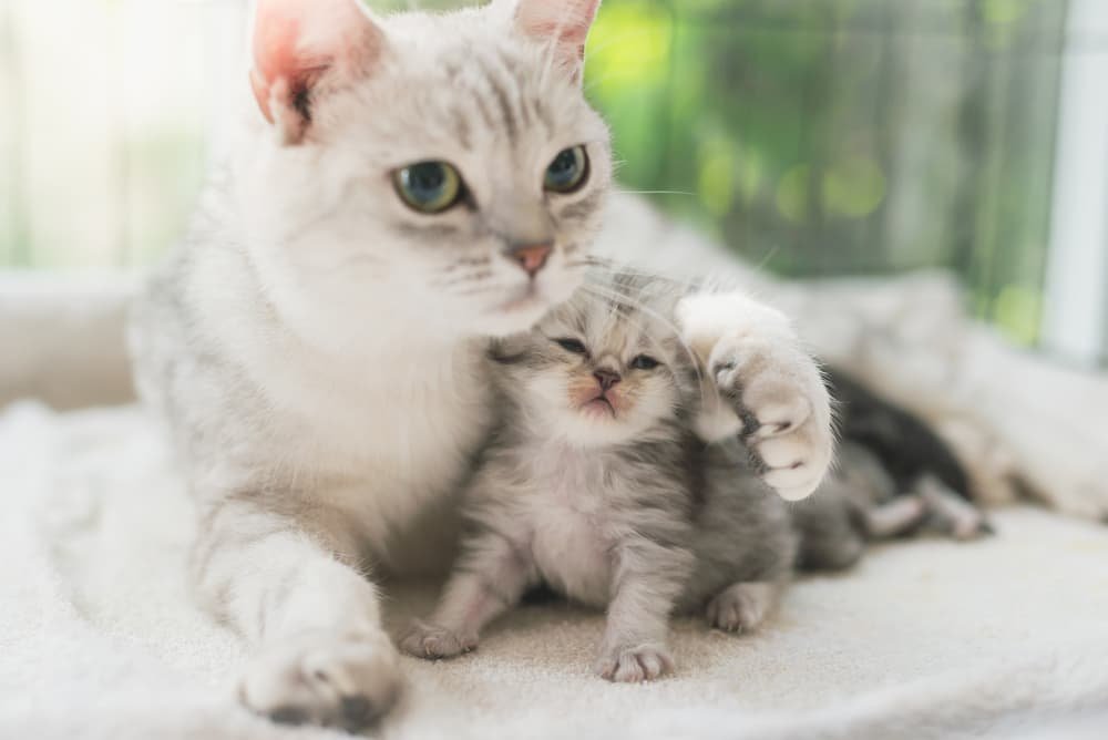 Should You Adopt a Kitten or an Adult Cat? A Guide