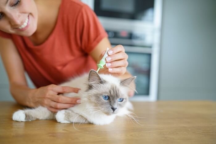 The Best Flea Prevention for Cats in 2025