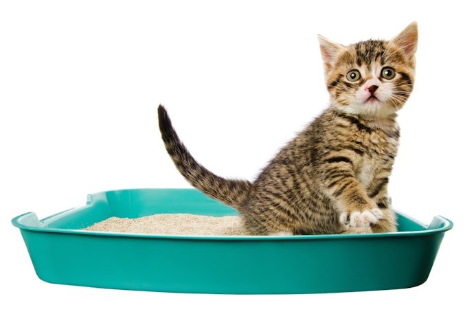 Top 10 Best Cat Litter Boxes for Every Cat Parent
